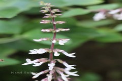 Orthosiphon pallidus